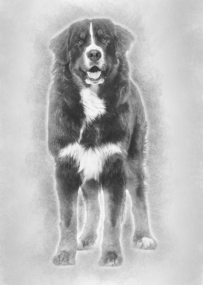 Bernese Mountain Dog 10 mo