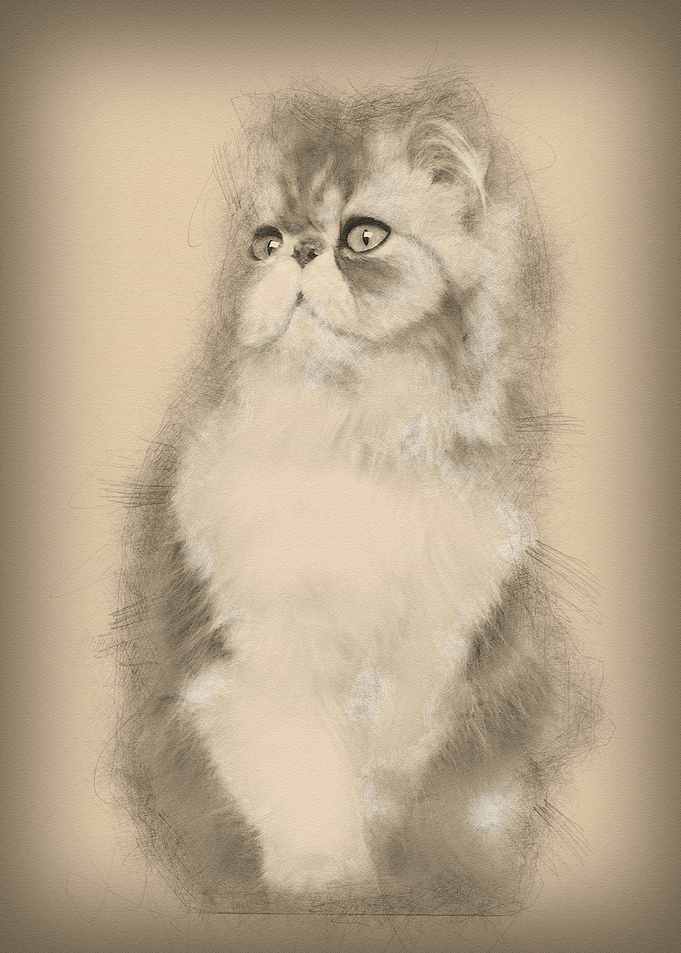 Persian cat 7 months old s