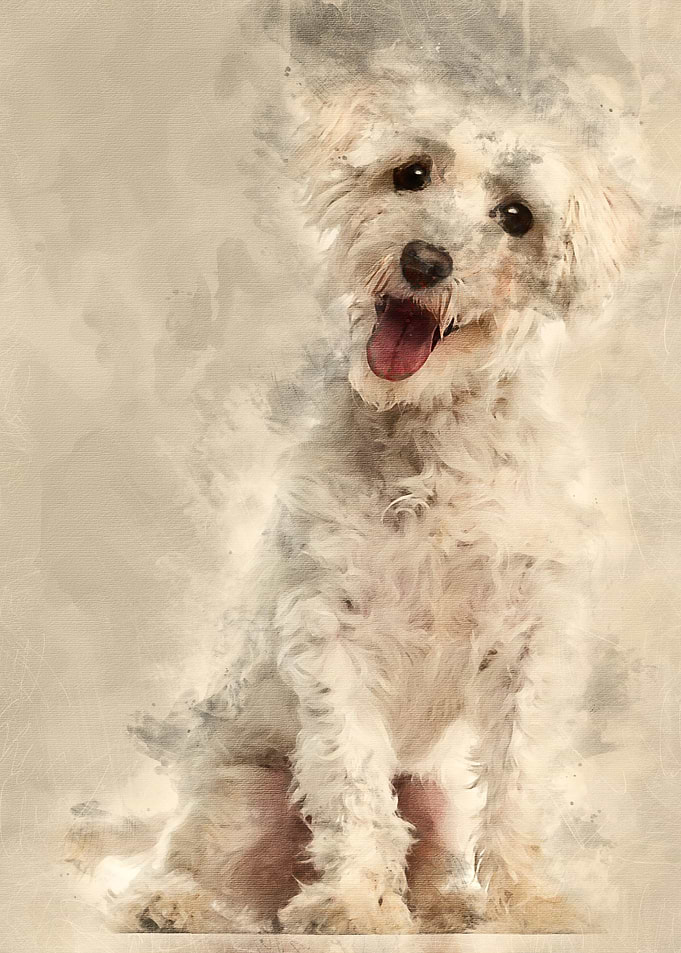 Maltese dog 3 years old si