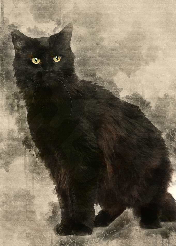 Maine coon 3 years old sit