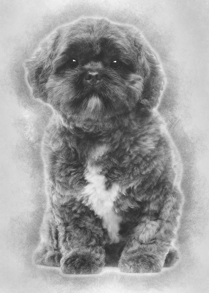 Lhasa Apso 4 years old sit