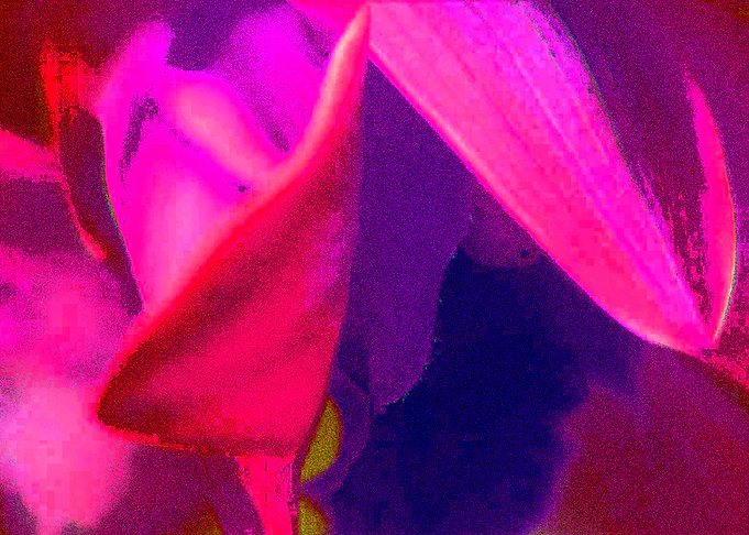 Hot Neon Flower