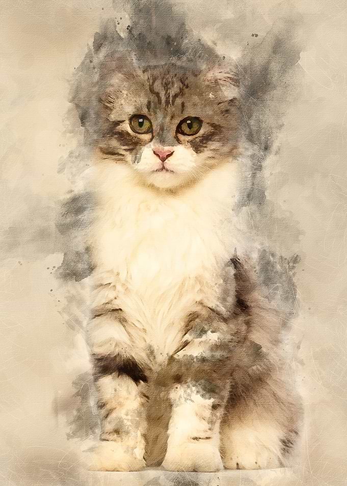 American Curl kitten 3 mon