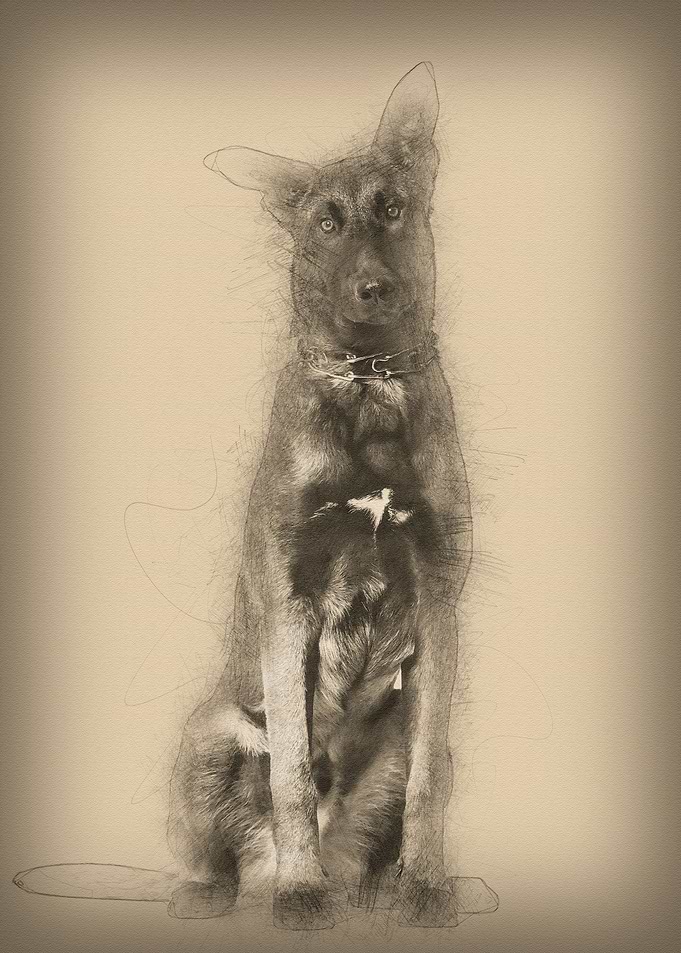 Malinois dog 7 months old