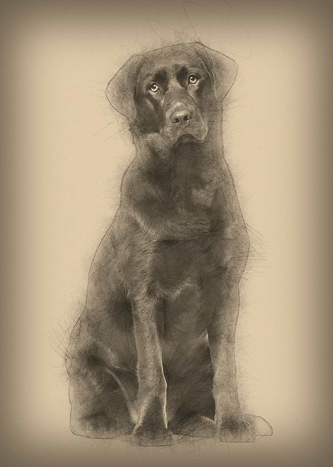 Labrador Retriever dog 8 m