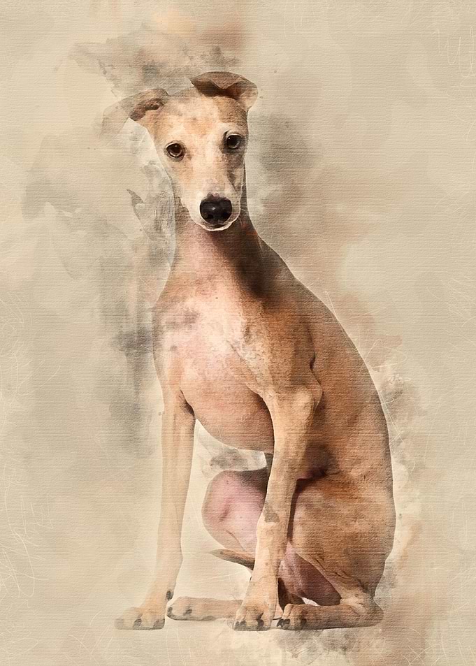 Italian Greyhound puppy 4