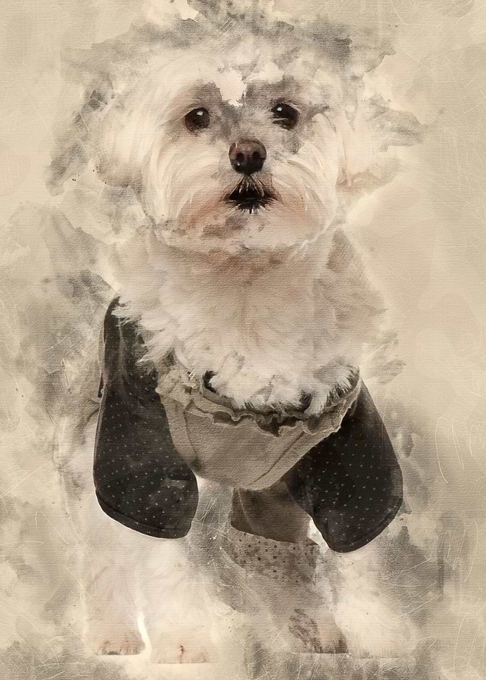 Maltese dressed up 3 years