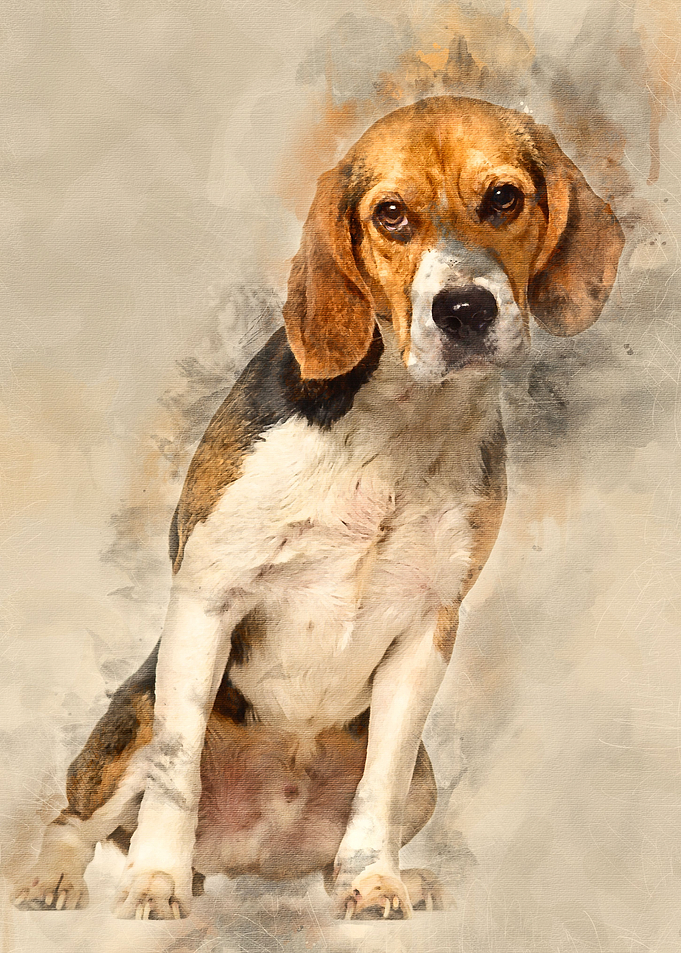 Beagle dog 2 years old si