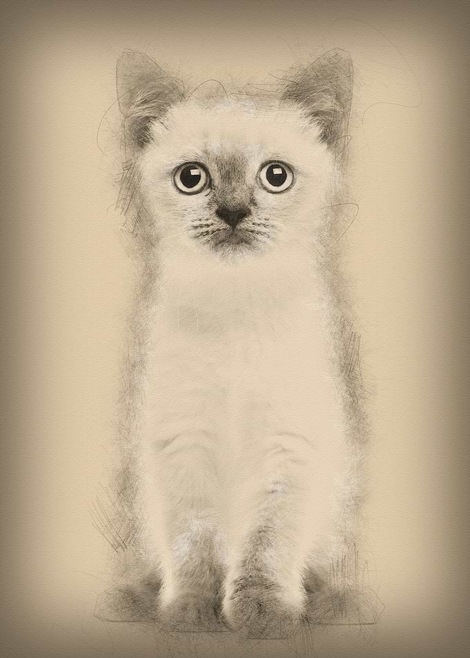Portrait of British Shorth