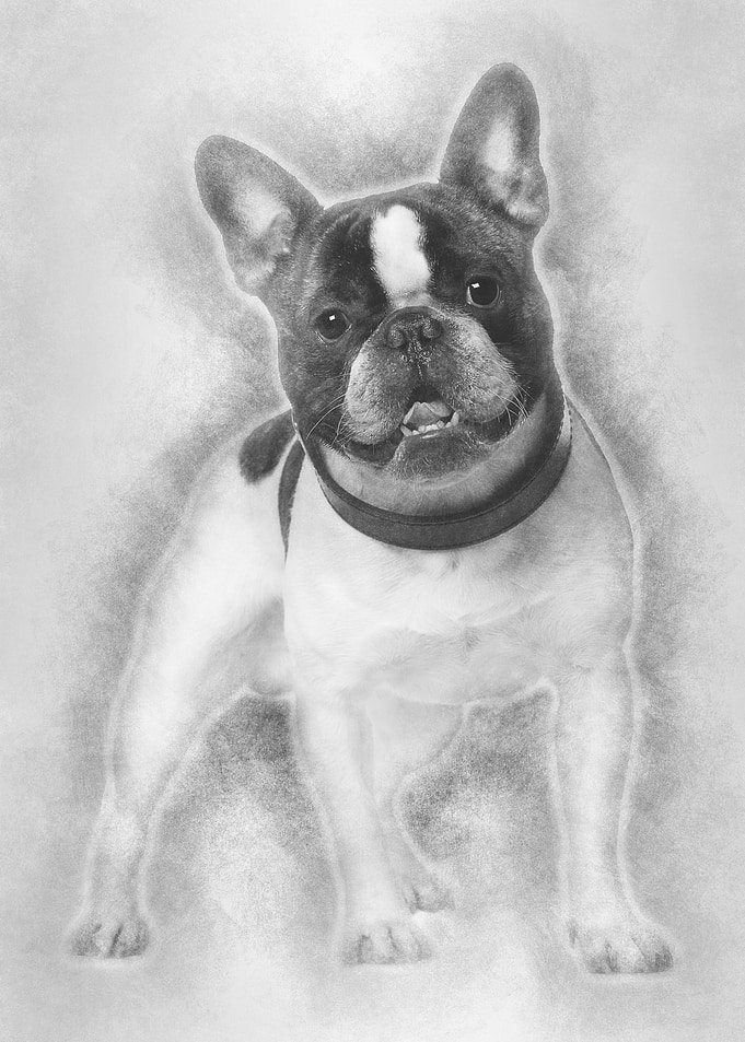 French bulldog 15 months o