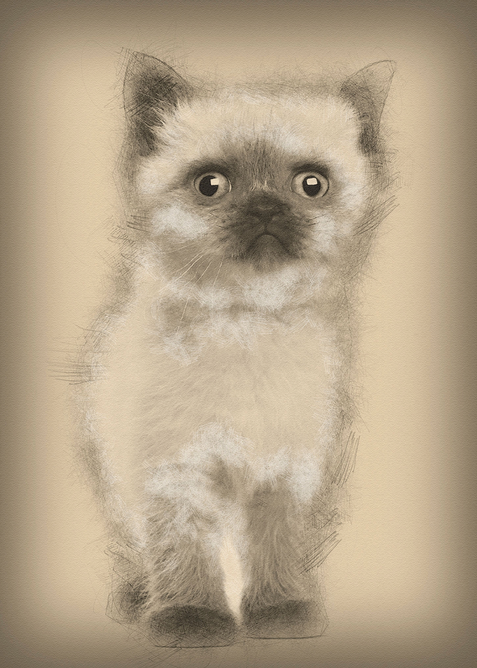 Portrait of British Shorth