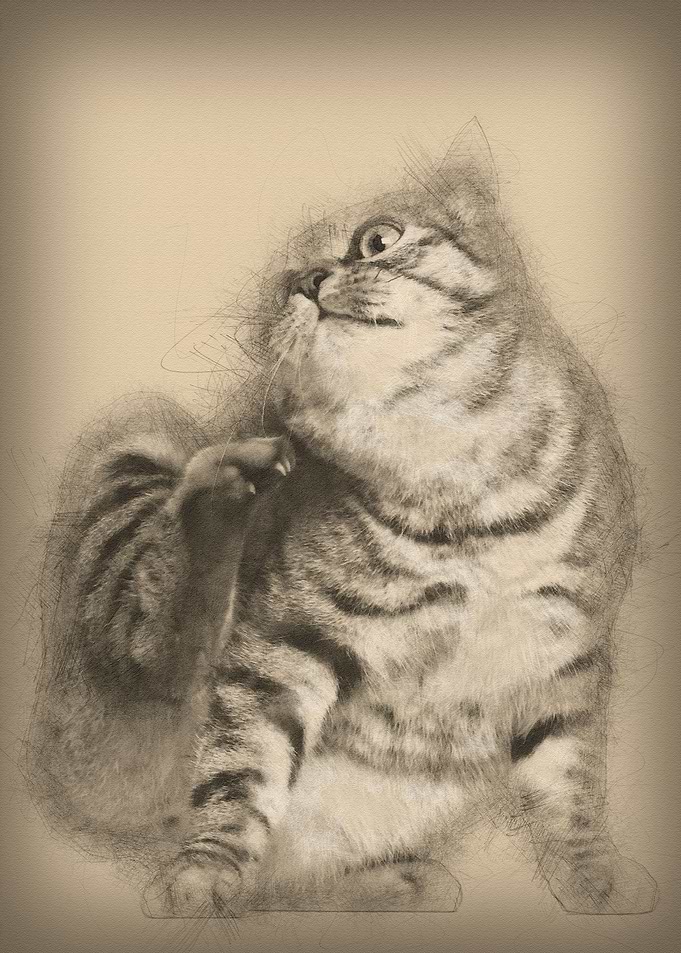 Kurilian Bobtail cat 1 yea