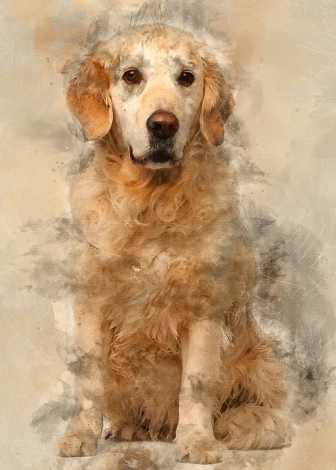 Golden Retriever 6 years o