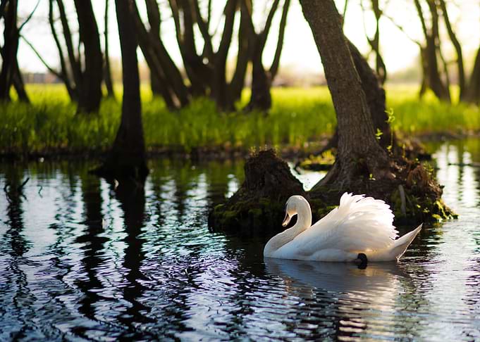 Swan