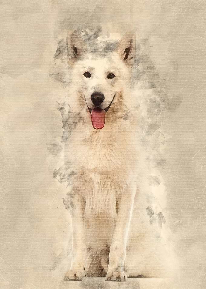 Swiss Shepherd dog 5 years
