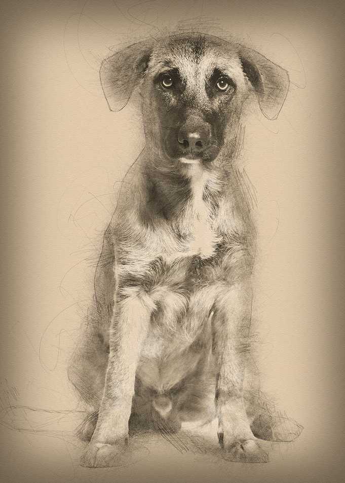 Mixedbreed dog 7 months o