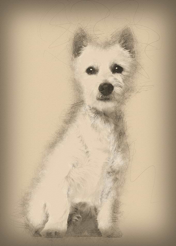 West Highland White Terrie
