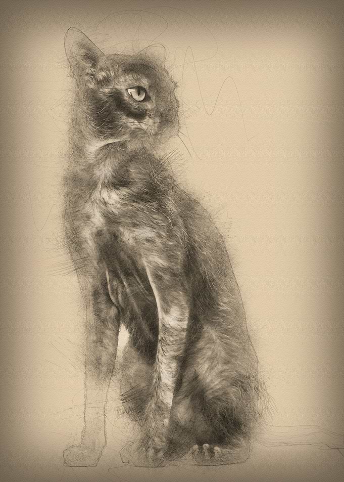 Lykoi cat also called the