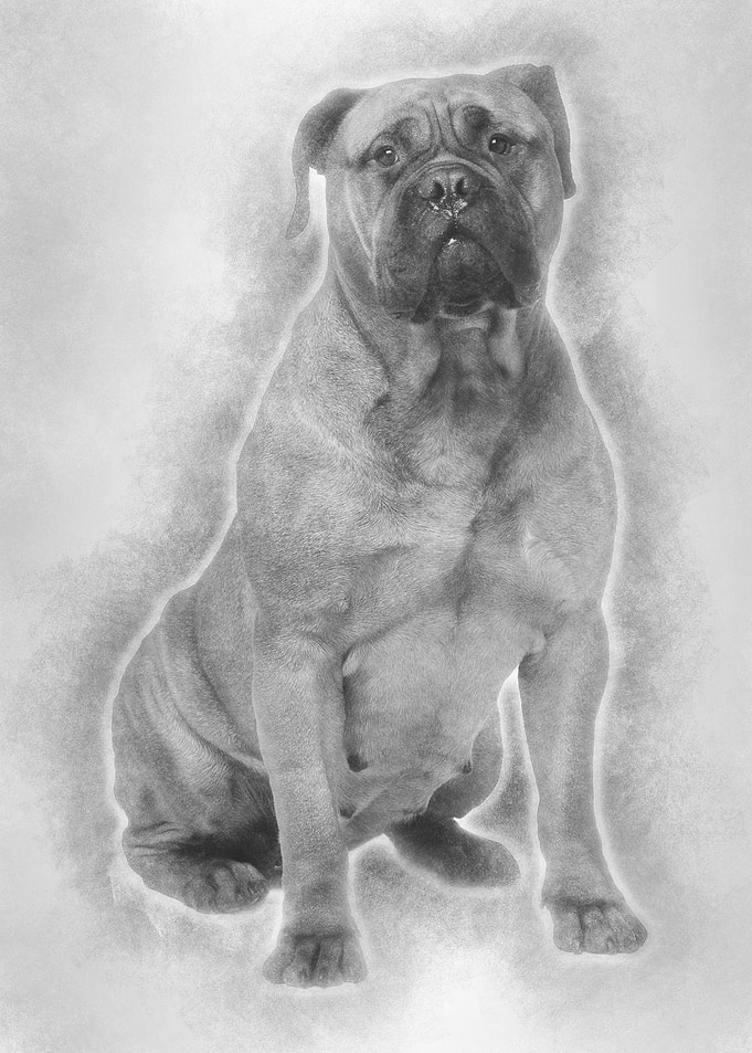 Bullmastiff dog 4 years ol