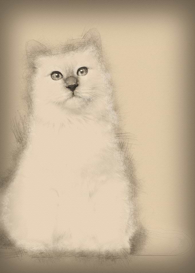 Portrait of Birman cat 6 m