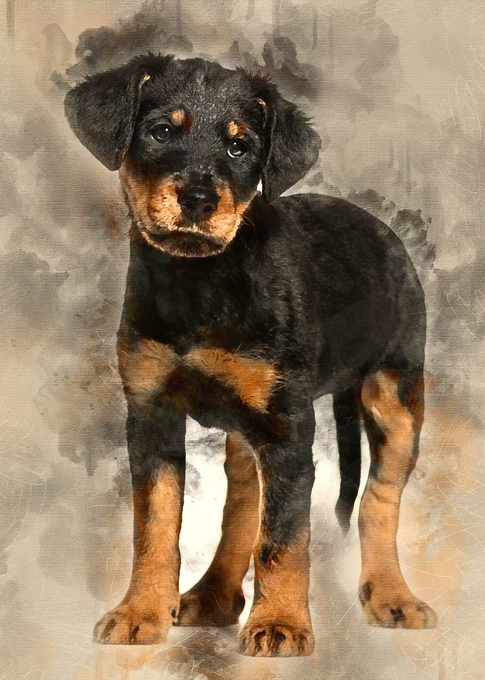 Mixedbreed dog 2 months