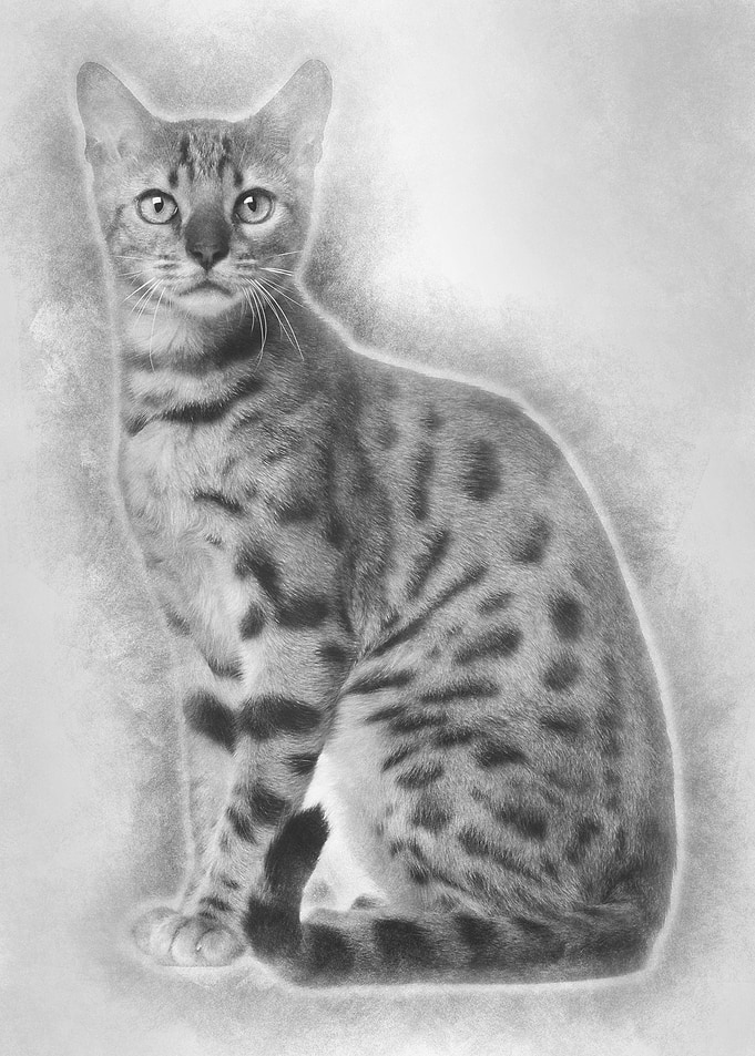 Bengal Cat 6 months old si