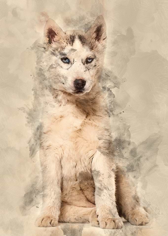 Husky dog 2 months old sit