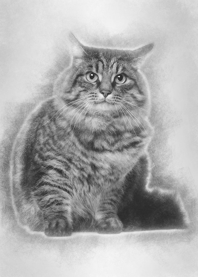 Cross Breed Cat sitting