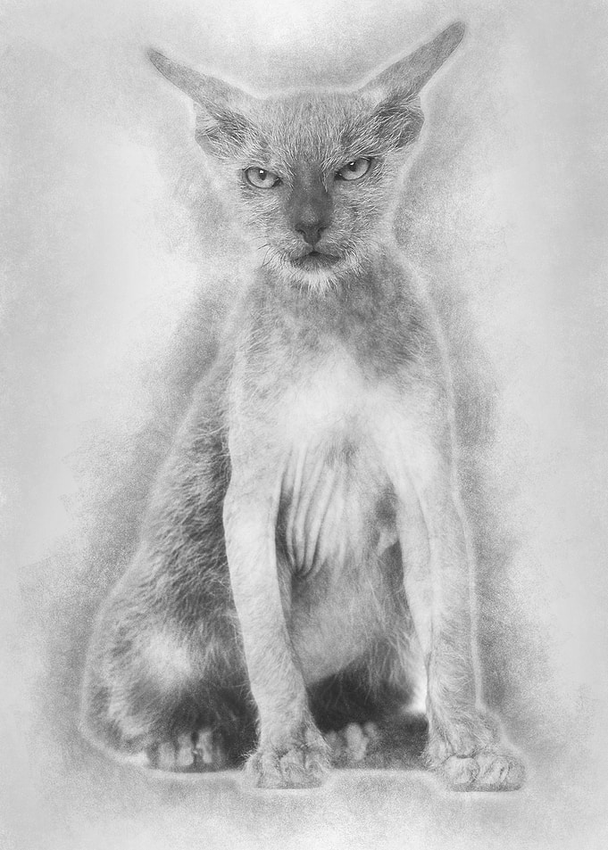 Kitten Lykoi cat 3 months