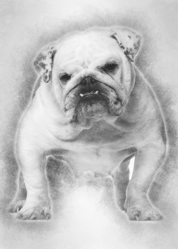 English Bulldog 5 years ol