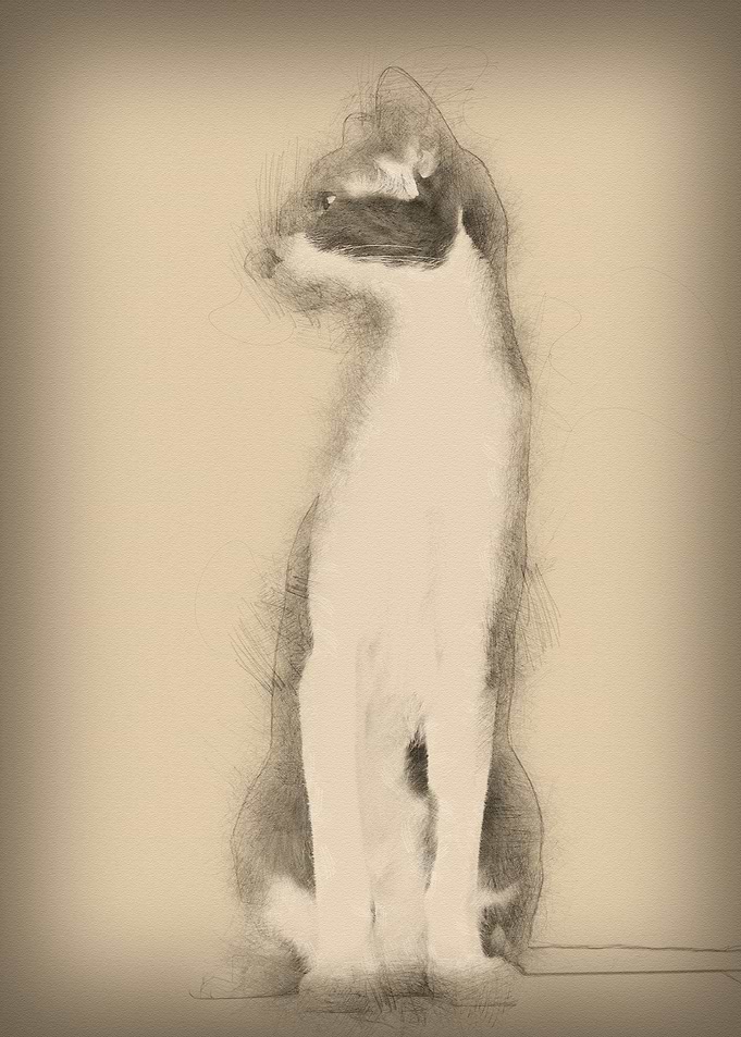 Oriental Shorthair sitting