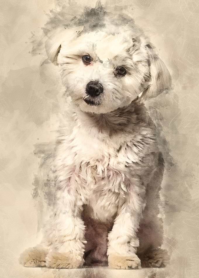 Maltese dog 11 months old