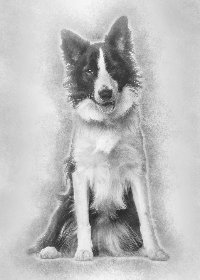 Border Collie dog 18 mont