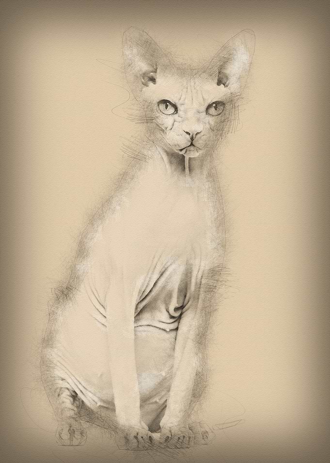 Sphynx 4 years old against