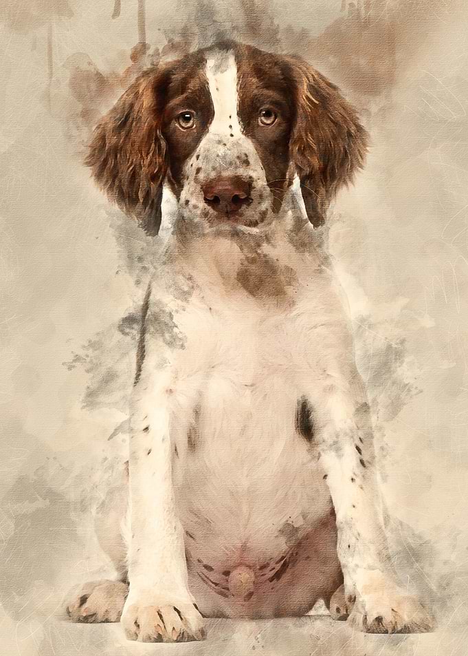 English Springer Spaniel s