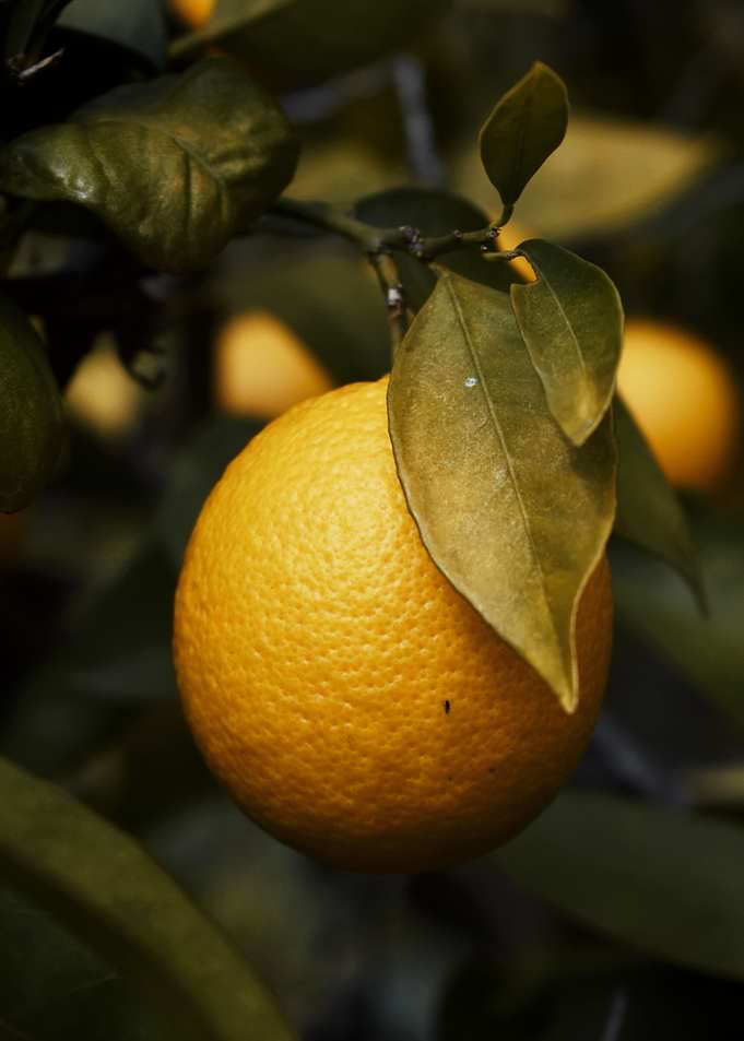 Orange I
