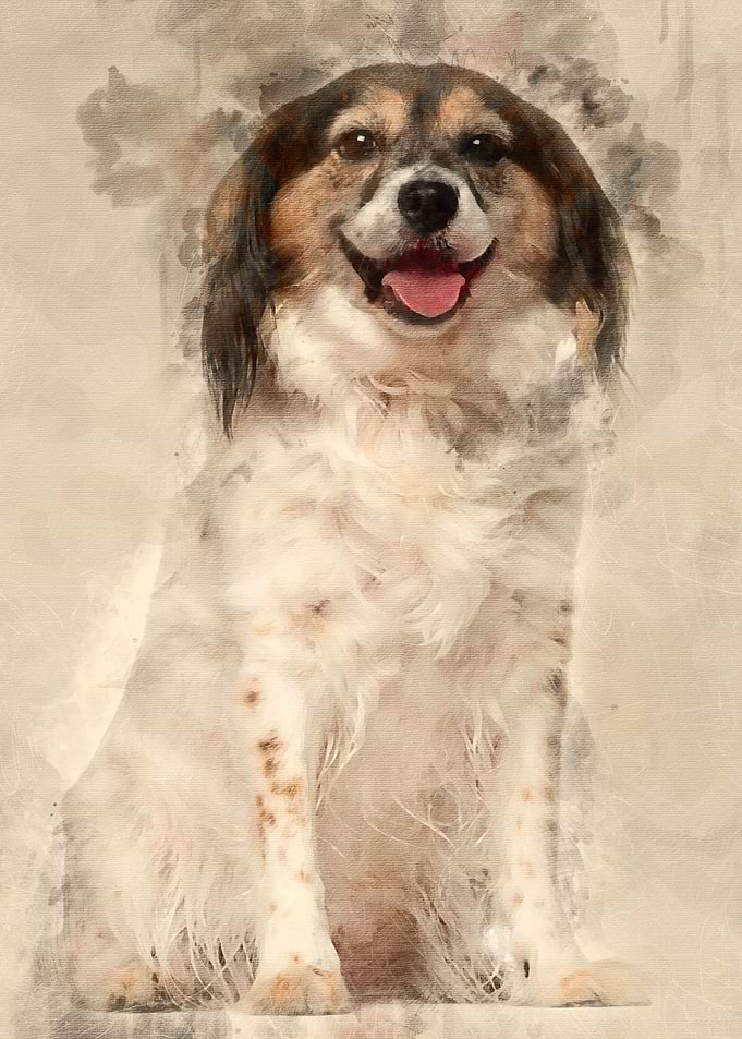 Papillon 7 years old sitti