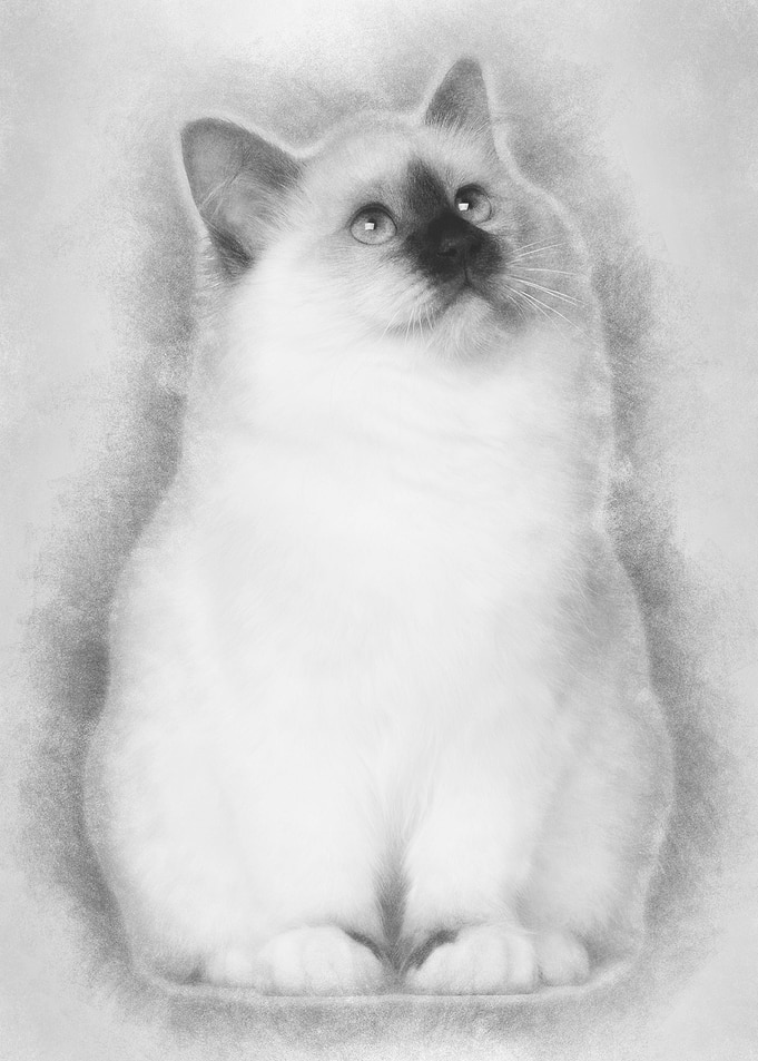 Birman kitten 4 months old