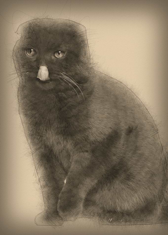 Scottish Fold cat 1 year o