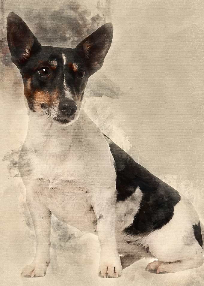 Jack Russell Terrier 5 yea