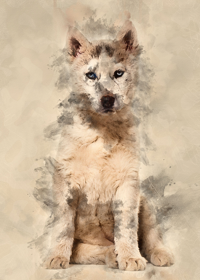Husky dog 2 months old sit