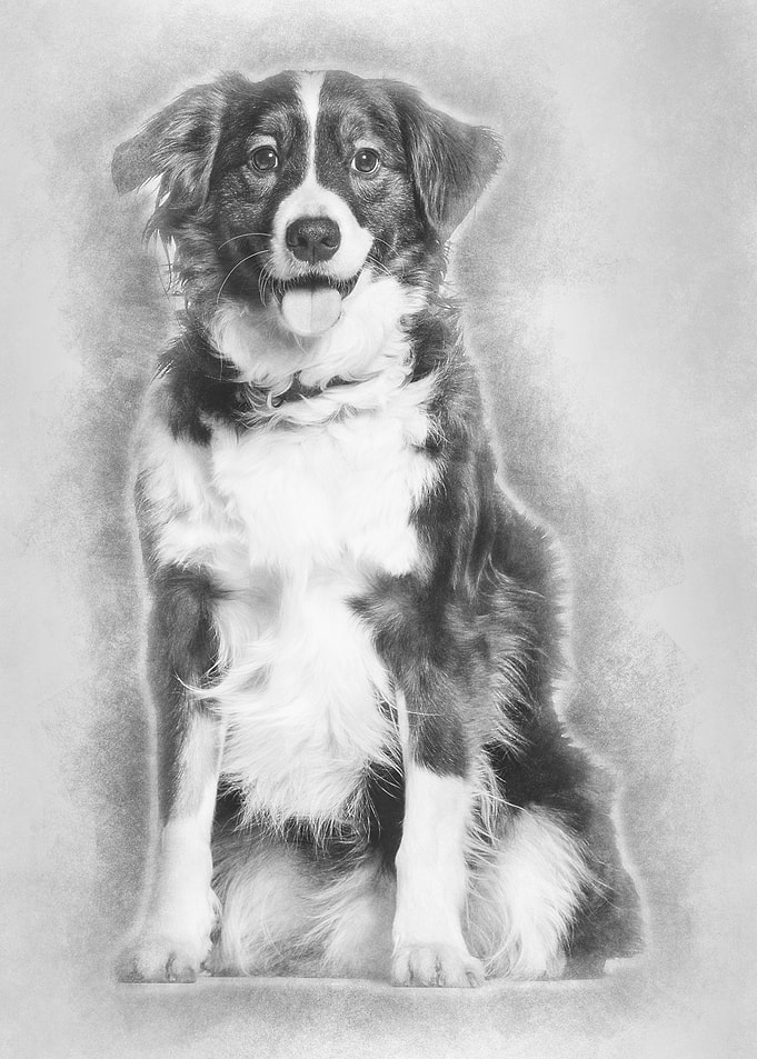 Mixedbreed dog 5 years o