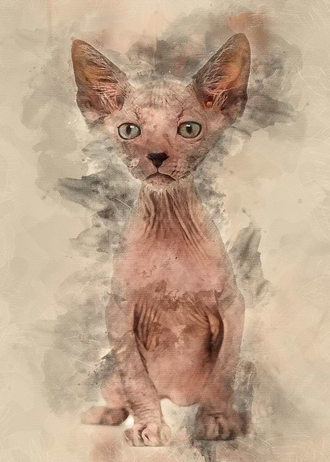 Kitten Lykoi cat 7 weeks o