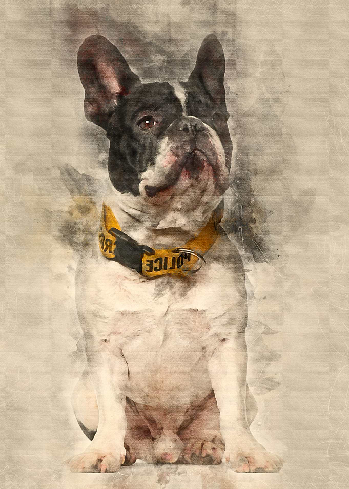 French Bulldog wearing Pol
