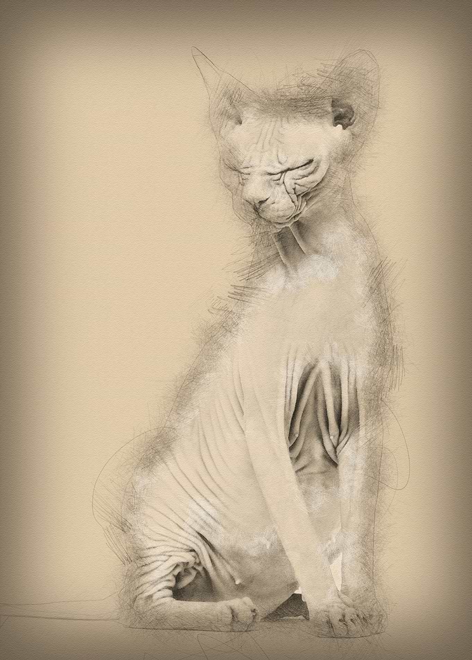 Sphynx 4 years old against