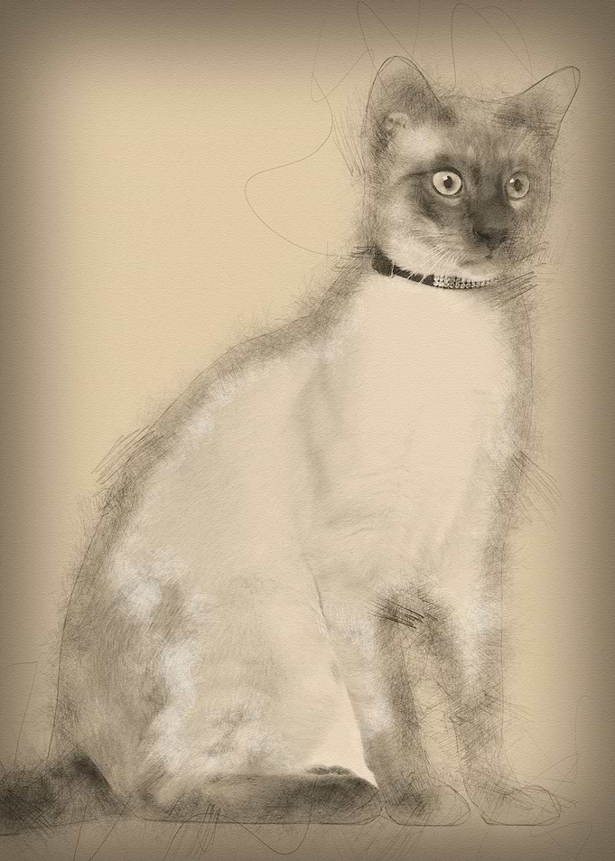 Siamese cat 8 months old s