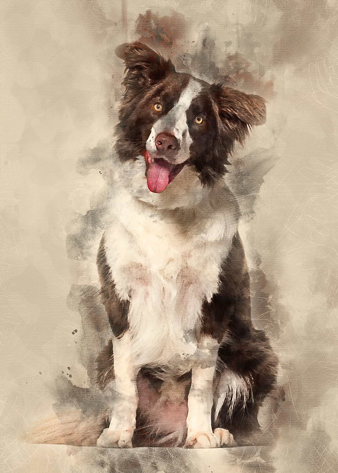 Border Collie dog 1 year o