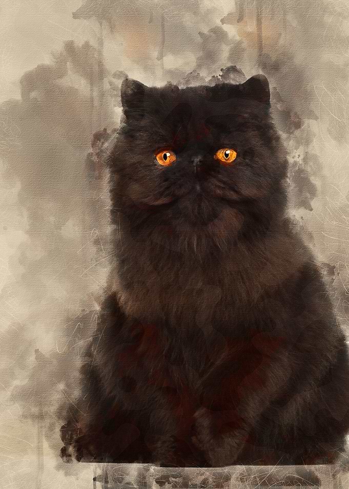 Portrait of Persian cat 7