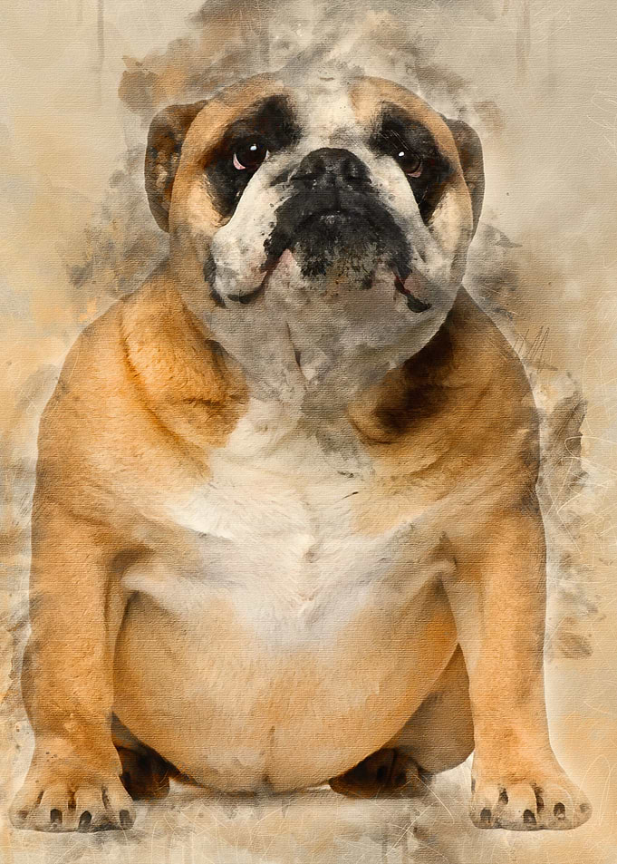 English Bulldog 3 years ol