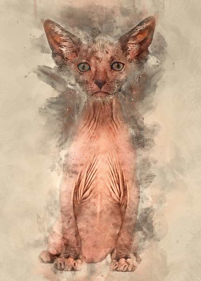 Kitten Lykoi cat 7 weeks o